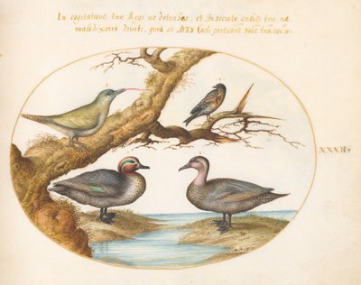 Tafel 32: Eine Grünflügelente, ein junger Grünspecht und zwei andere Vögel von Joris Hoefnagel