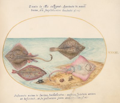 Tafel 32: Schlittschuhe mit einem Eigehäuse und zwei Plattfischen von Joris Hoefnagel
