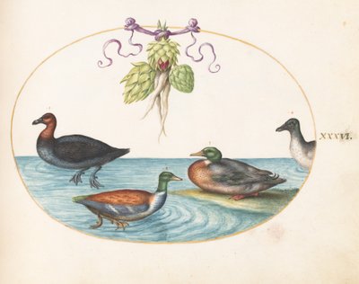 Tafel 36: Rothalstaucher, Löffelente und zwei andere Wasservögel mit Artischocken von Joris Hoefnagel