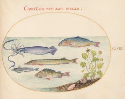 Tafel 39: Tintenfisch, Knurrhahn, Hecht und andere Fische von Joris Hoefnagel
