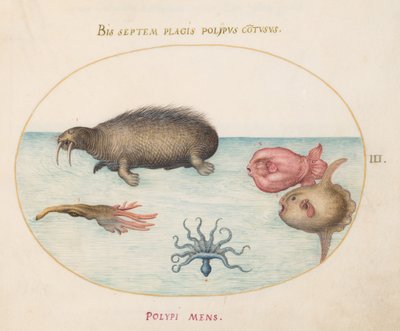 Tafel 3: Ein Walross, ein neubeiniger Oktopus und ein Mondfisch von Joris Hoefnagel