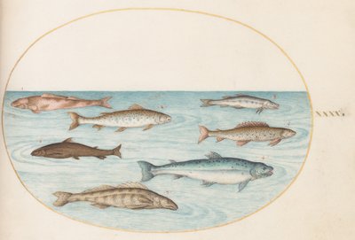 Tafel 40: Lachs, Forelle und Süßwasser(?) Fisch von Joris Hoefnagel