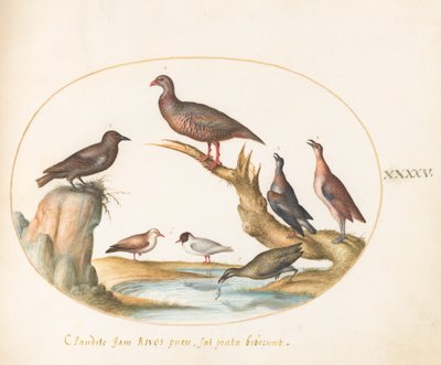 Tafel 45: Möwen und andere Vögel an einem Ufer von Joris Hoefnagel