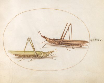 Platte 45: Zwei Langkopf-Heuschrecken(?) von Joris Hoefnagel