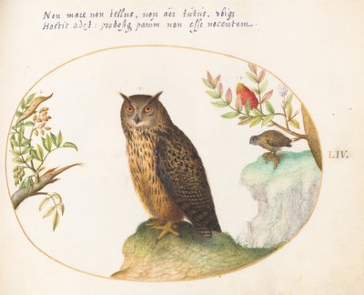 Tafel 54: Eine Eule, mit einer zweiten in der Ferne, die einen Hasen frisst von Joris Hoefnagel