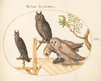 Tafel 56: Schleiereulen mit einer Maus, Uhu(?) und einer weiteren Eule von Joris Hoefnagel