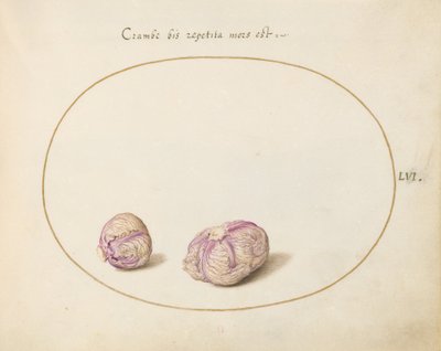 Tafel 56: Zwei Kohlköpfe von Joris Hoefnagel