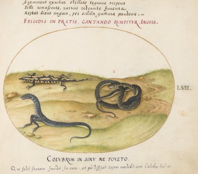 Tafel 57: Eine Schlange, ein Feuersalamander und ein schlangenähnliches Wesen mit zwei Beinen von Joris Hoefnagel