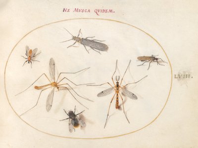 Tafel 58: Eine Biene und fünf andere Insekten von Joris Hoefnagel