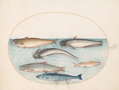 Tafel 5: Drei Welse, ein Lachs und zwei andere Fische von Joris Hoefnagel