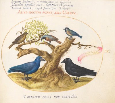 Tafel 61: Blaue Krähe(?), Dohle, Meise und andere Vögel von Joris Hoefnagel