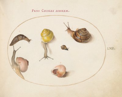 Tafel 62: Eine Schnecke mit Schnecken von Joris Hoefnagel