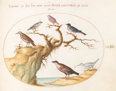 Tafel 63: Sechs kleine Vögel, darunter ein Blaukehlchen und ein Kuckuck(?) von Joris Hoefnagel