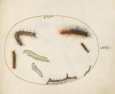 Lackey-Mottenraupe, Acht-Mottenraupe, Grauer Dolch-Mottenraupe und andere Raupen (Tafel 66) von Joris Hoefnagel
