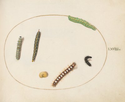 Tafel 68: Blattspornschwärmer-Raupe, Königskerzenmotte-Raupe und andere Raupen von Joris Hoefnagel