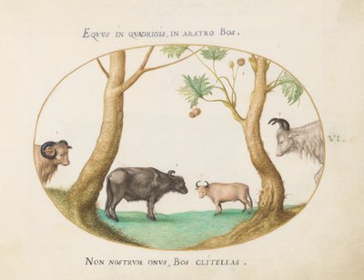 Teller 6: Verschiedene Ochsen mit einem Widder und einem Wasserbüffel(?) bei einer Platane von Joris Hoefnagel