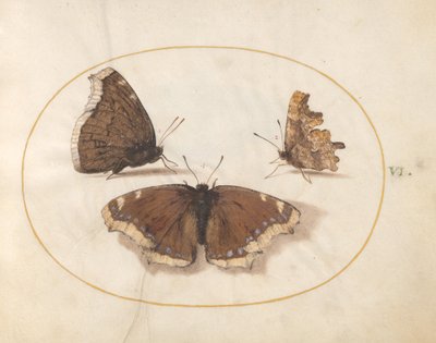 Tafel 6: Zwei Ansichten eines Trauermantels (Camberwell Beauty) Schmetterling mit einem Komma-Schmetterling von Joris Hoefnagel