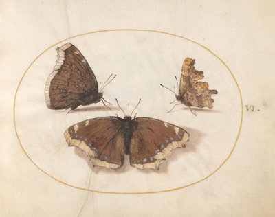 Tafel 6: Zwei Ansichten eines Trauermantels (Camberwell Beauty) Schmetterlings mit einem C-Schmetterling von Joris Hoefnagel