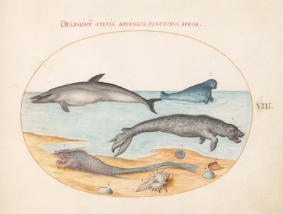 Tafel 8: Ein Delfin, zwei Robben, ein Brethmechin und Muscheln von Joris Hoefnagel