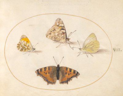 Tafel 8: Aurorafalter, Distelfalter, Südlicher Kleiner Kohlweißling und Kleiner Fuchs von Joris Hoefnagel