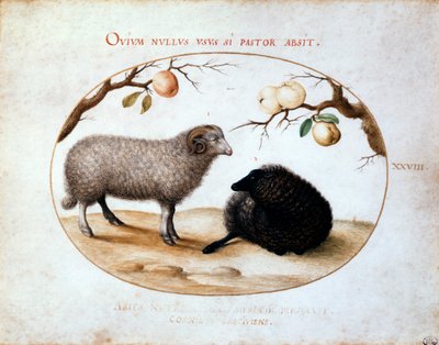 Widder, schwarzes Schaf und zwei Apfelzweige, 16. Jahrhundert von Joris Hoefnagel