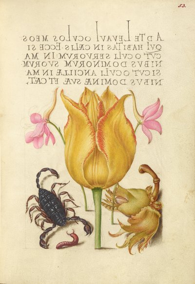 Raketenrittersporn, Tulpe, Skorpion, Tausendfüßler und Europäische Haselnuss von Joris Hoefnagel