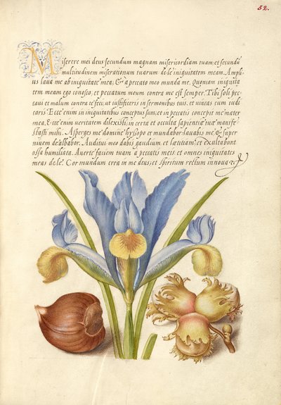 Spanische Kastanie, Englische Iris und Europäische Haselnuss von Joris Hoefnagel