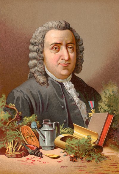 Carl von Linné von Jose Armet Portanell