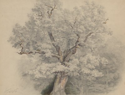 Baumstudie aus Laxenburg von Josef Kriehuber