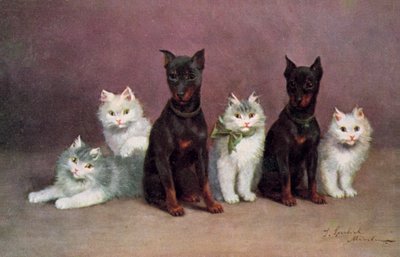 Katzenpostkarte von Josef Sperlich