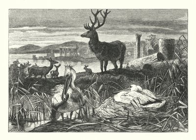 Verfall des irdischen Prunks von Joseph (after) Wolf