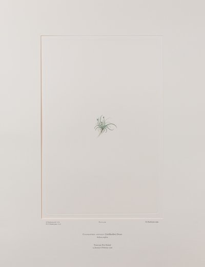 Colobanthus apetalus (Caryophyllaceae) - Tafel 414, Banks