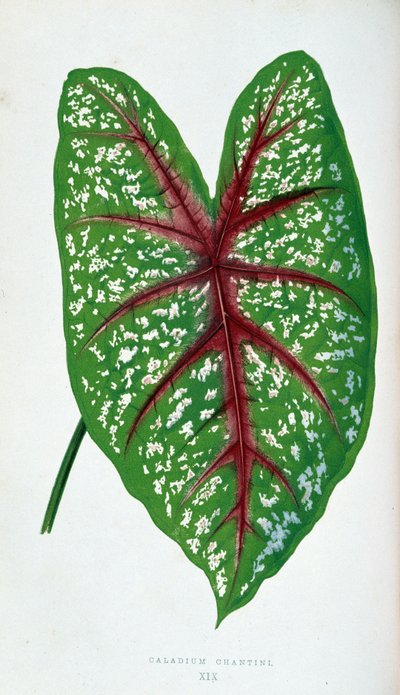 Chantini Caladium Blatt. Botanische Tafel in „Pflanzen mit buntem Laub“ von Joseph Edward and Howard W Lowe