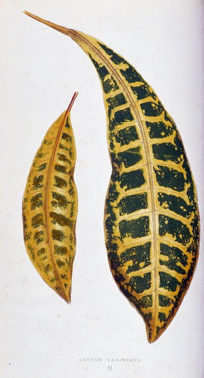Croton Blatt variegata. Botanische Tafel in „Pflanzen mit buntem Laub. Sammlung der bemerkenswertesten Arten zur Dekoration von Gärten, Gewächshäusern und Wohnungen, von Edward Joseph Lowe und W. Howard, Mitglieder der London Horticulture Society von Joseph Edward and Howard W Lowe