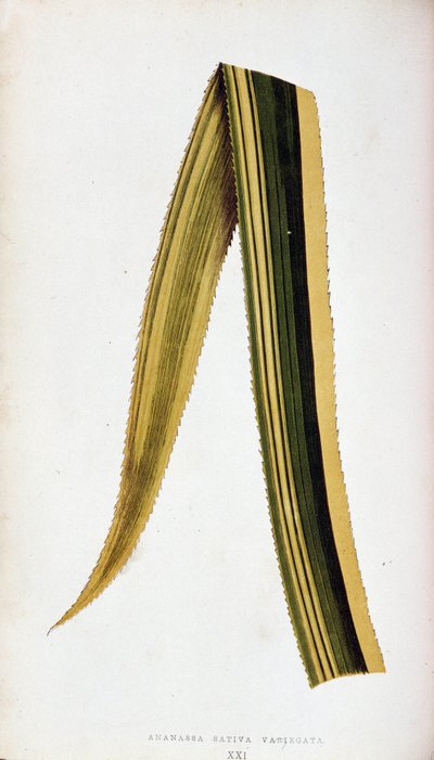 Blatt von Ananassa Sativa Variegata. Botanische Tafel in Die bunten Laubpflanzen von Joseph Edward and Howard W Lowe