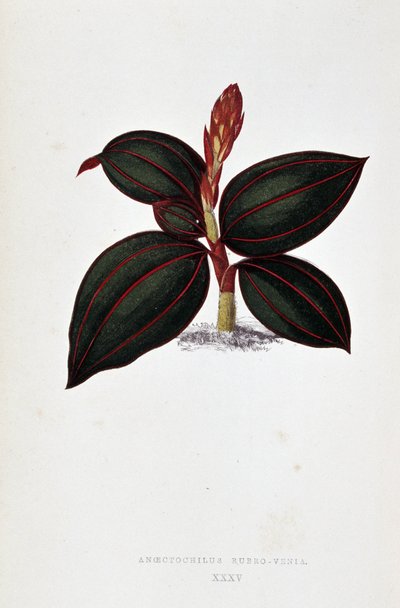 Blatt von Anoectochilus Rubro Venia von Joseph Edward and Howard W Lowe