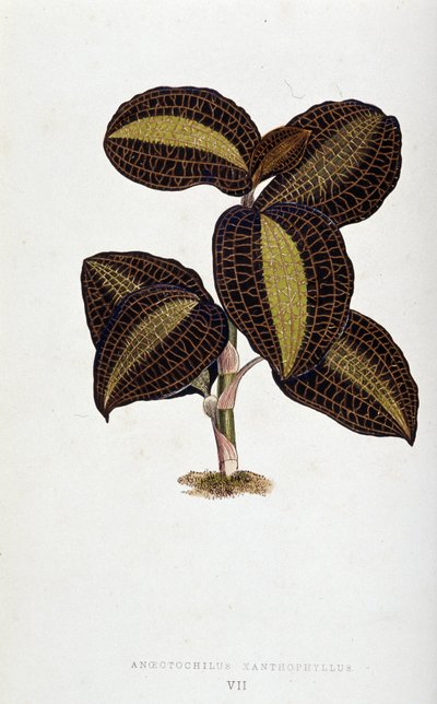 Blatt von Anoectochilus Xantophyllus von Joseph Edward and Howard W Lowe