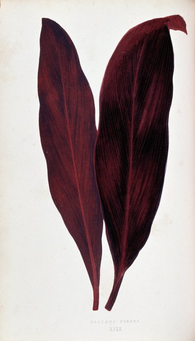 Blatt von Dracaena ferrea in „Pflanzen mit buntem Laub. Sammlung der bemerkenswertesten Arten zur Dekoration von Gärten, Gewächshäusern und Wohnungen, von Edward Joseph Lowe und W. Howard, Mitglieder der London Horticulture Society. Aus dem Englischen über von Joseph Edward and Howard W Lowe