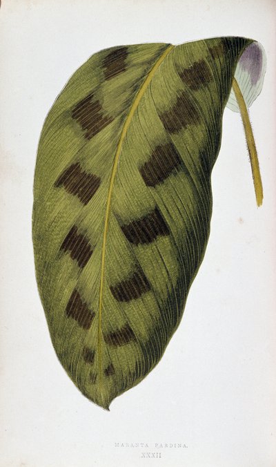 Blatt von Maranta Pardina. Botanische Tafel in „Pflanzen mit buntem Laub. Sammlung der bemerkenswertesten Arten zur Dekoration von Gärten, Gewächshäusern und Wohnungen, von Edward Joseph Lowe und W. Howard, Mitglieder der London Horticulture Society. Aus d von Joseph Edward and Howard W Lowe