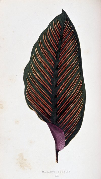 Maranta-Blatt megalis. Botanische Tafel in „Pflanzen mit buntem Laub. von Joseph Edward and Howard W Lowe