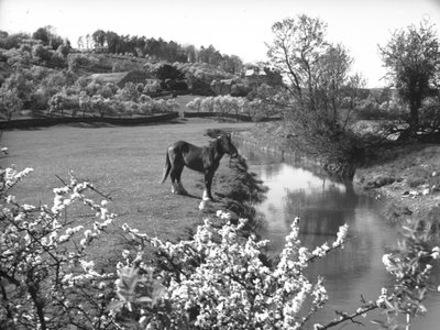 Blüten im Vordergrund mit Pferd neben Bach im Feld dahinter von Joseph Hardman