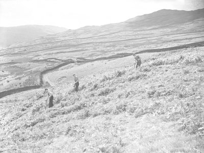Drei Männer mähen Farn im Feld von Joseph Hardman
