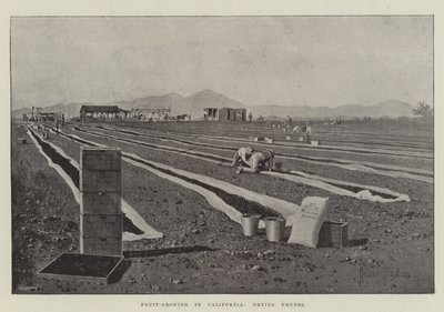 Obstanbau in Kalifornien, Pflaumen trocknen von Joseph Holland Tringham