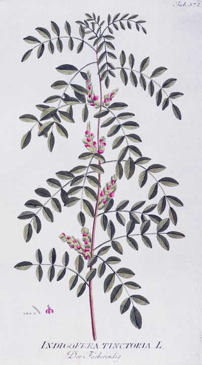 Echter Indigo (Indigofera tinctoria) von Joseph Jacob von Plenck, aus 