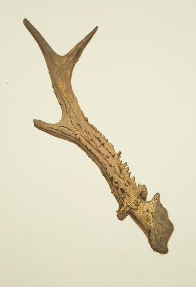 Horn ausgegraben im Kirchhof von St Ewen