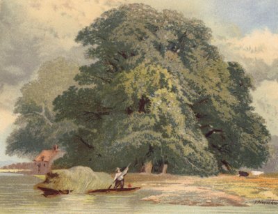Gruppe von Ulmen an der Themse von Joseph Needham