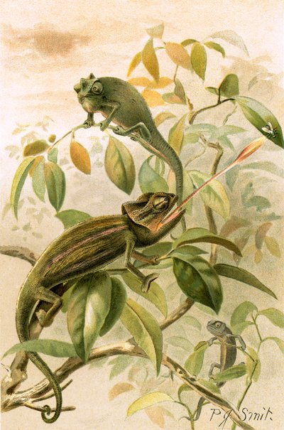 Chamäleons von Joseph Smit