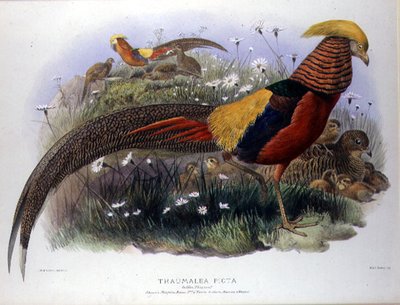 Thaumalea picta (Goldfasan), graviert von M. & N. Hanhart von Joseph and Smit J. Wolf