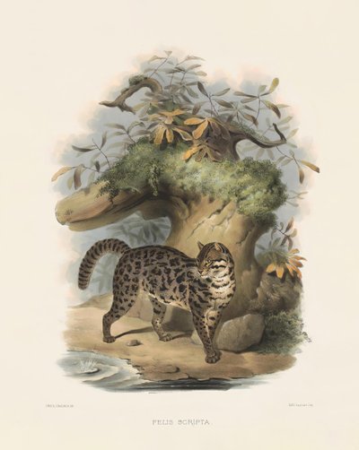 Asiatische Leopardkatze (Felis scripta) von Joseph Wolf