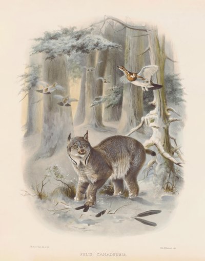 Kanadischer Luchs (Felis canadensis) von Joseph Wolf